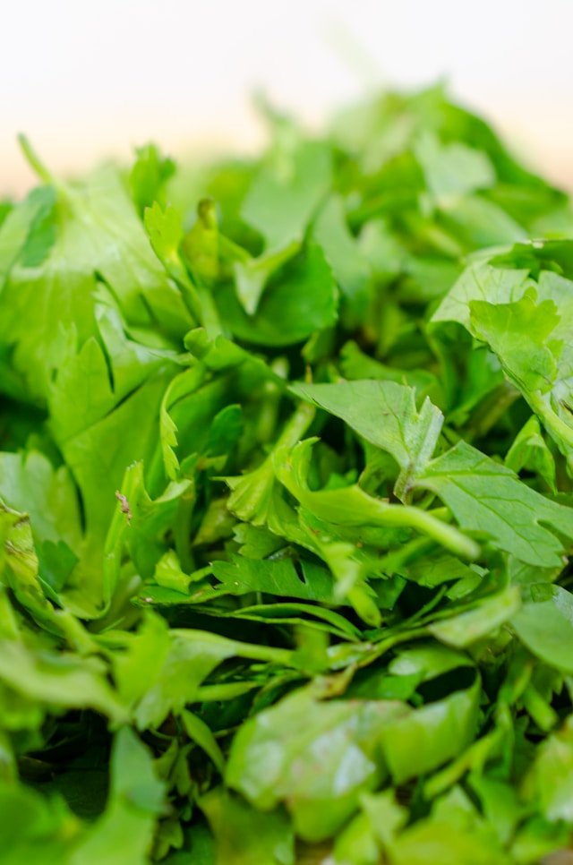 How to Store Coriander Leaves: Tips and Tricks
